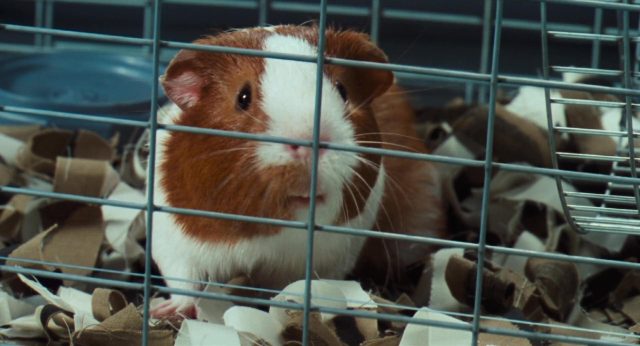 Docteur Dolittle. 5 image docteur doctor dolittle
