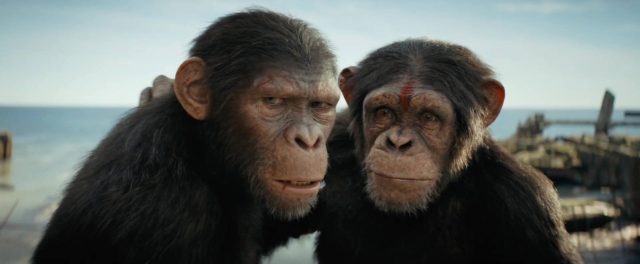 La planète des singes : le nouveau royaume. 6 Owen Teague et Freya Allan dans La planète des singes : le nouveau royaume Kingdom of the planet of the apes 2024