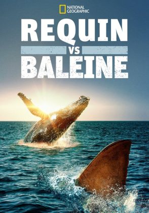 Requins vs Baleine.