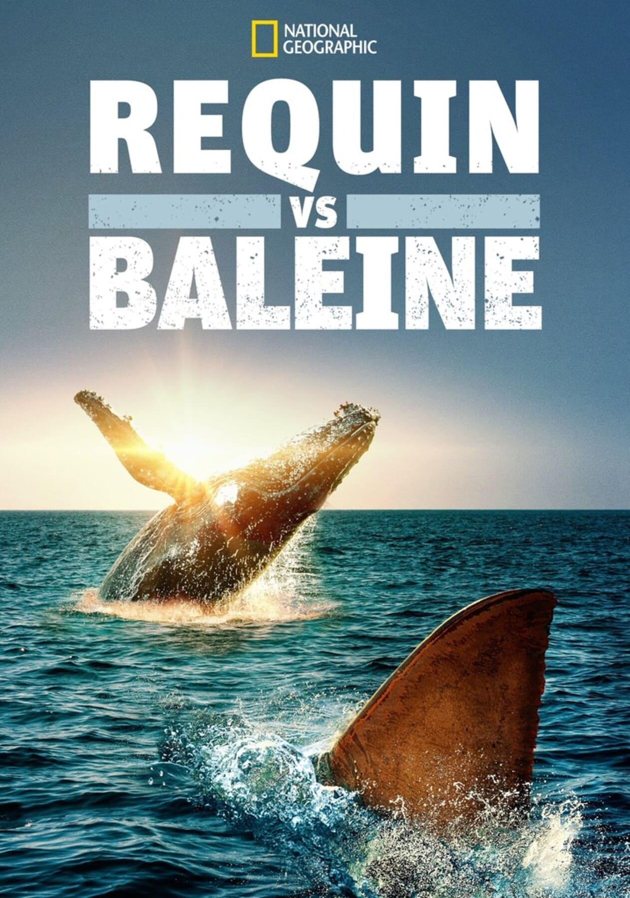 affiche poster requin baleine shark whale