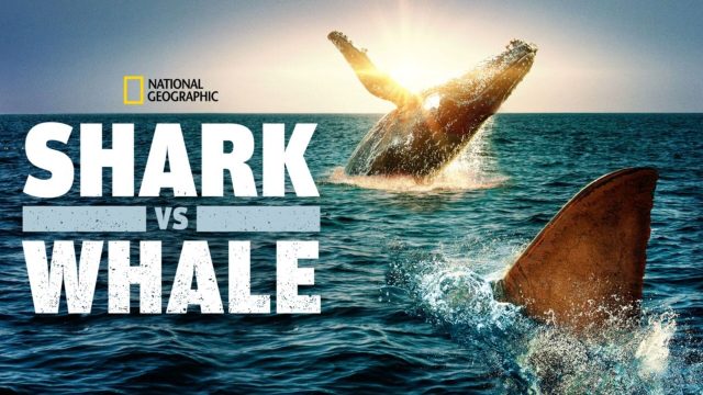 affiche poster requin baleine shark whale