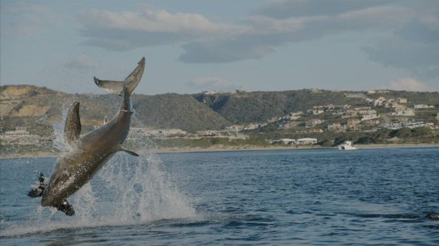 image requin baleine shark whale