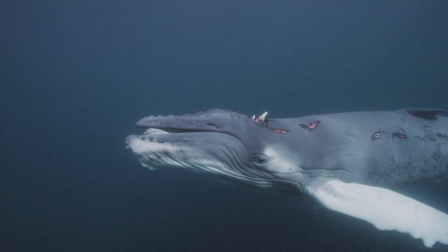 image requin baleine shark whale