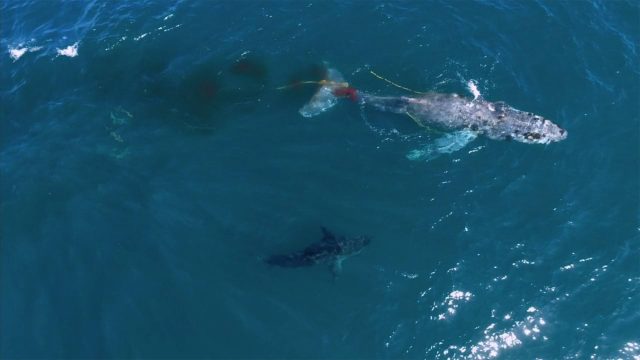 image requin baleine shark whale