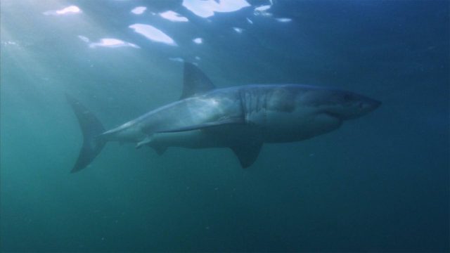 image requin baleine shark whale