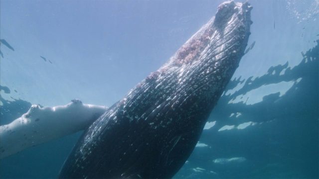 image requin baleine shark whale