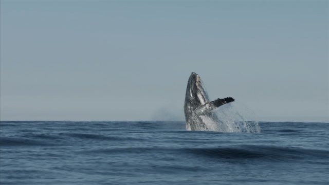 image requin baleine shark whale