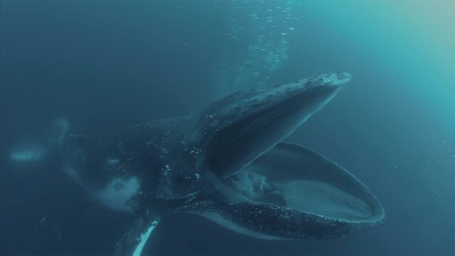 image requin baleine shark whale