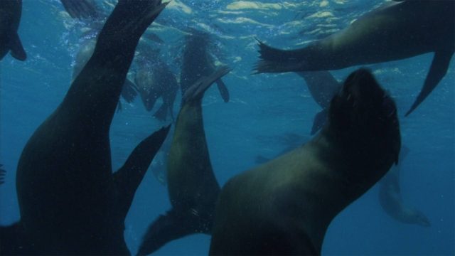 image requin baleine shark whale
