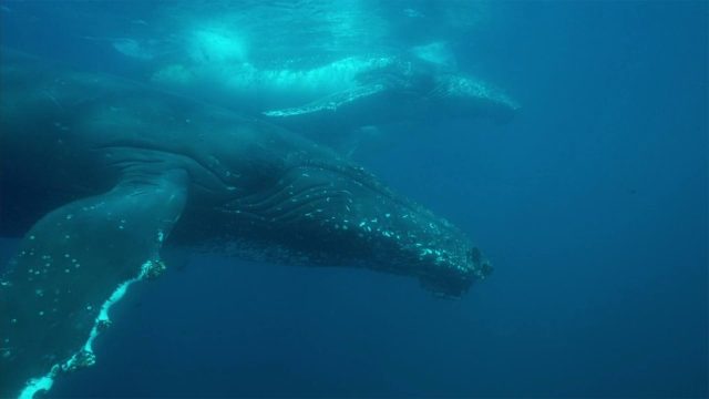 image requin baleine shark whale