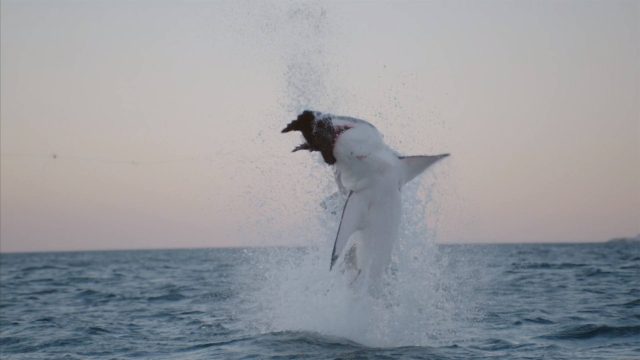 image requin baleine shark whale