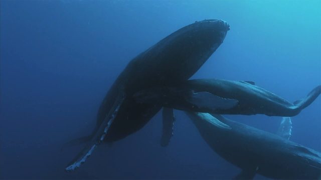 image requin baleine shark whale