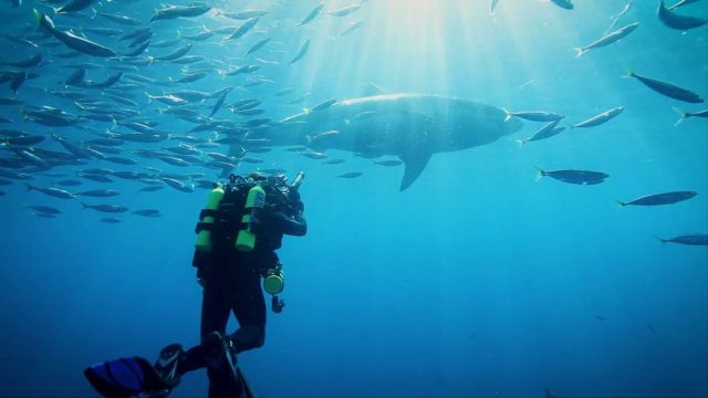 image requins volcans forces nature sharknaco