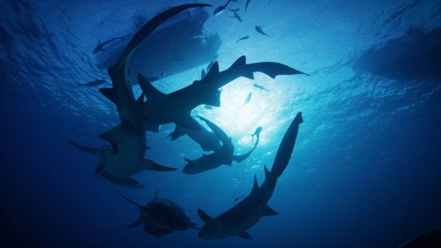 image requins volcans forces nature sharknaco