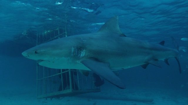 image requins volcans forces nature sharknaco