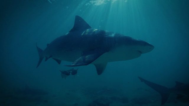 image requins volcans forces nature sharknaco