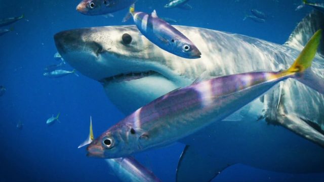 image requins volcans forces nature sharknaco