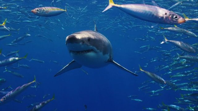 image requins volcans forces nature sharknaco