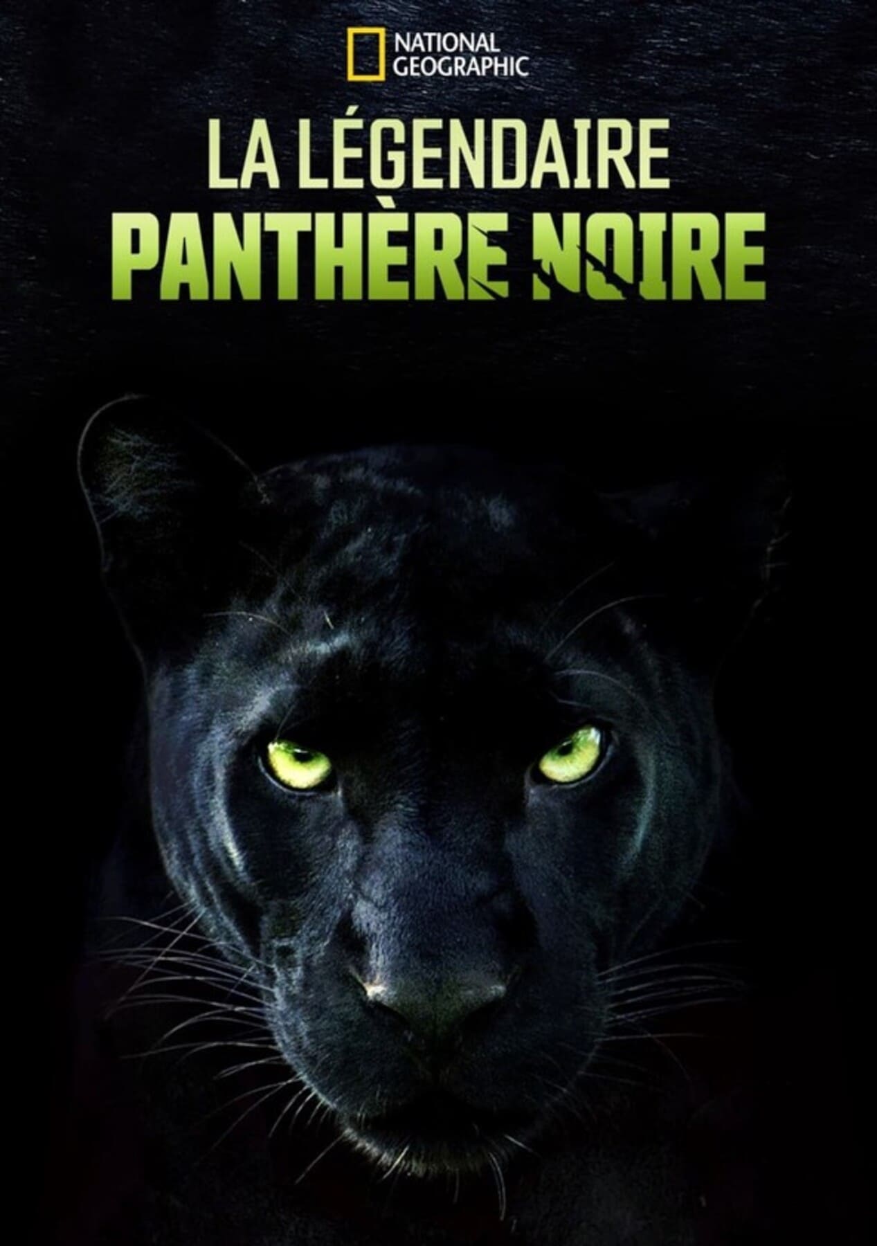 affiche poster légendaire panthère noir real black