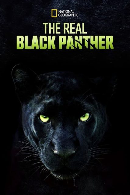 La légendaire panthère noire - Streaming. 1 affiche poster légendaire panthère noir real black