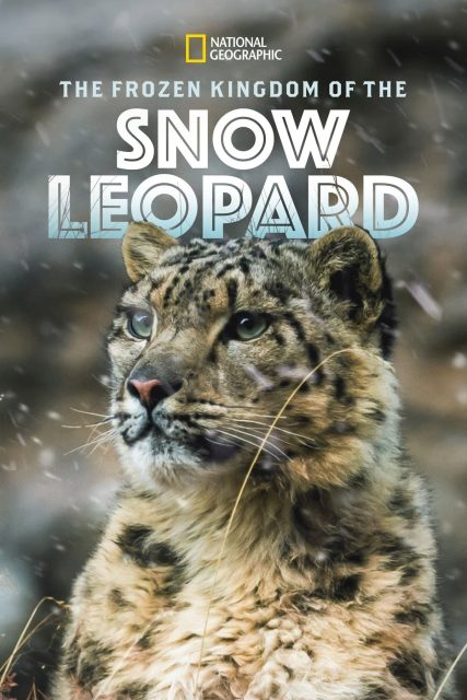 affiche poster royaume leopard neige kingdom frozen snow