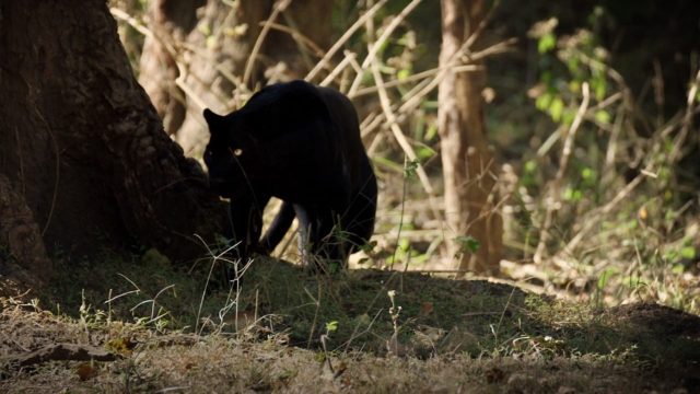 image légendaire panthère noir real black