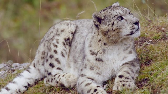 image royaume leopard neige kingdom frozen snow