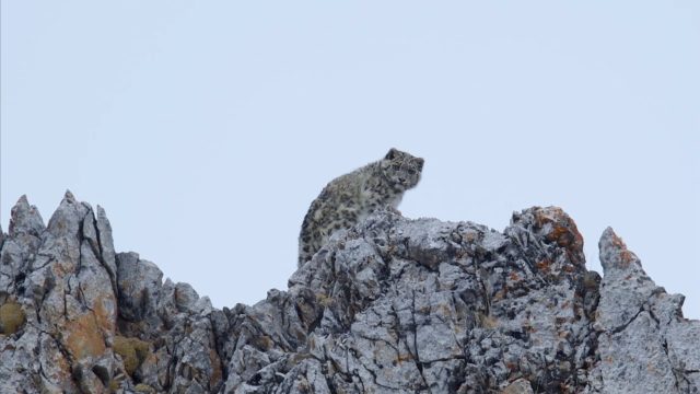 image royaume leopard neige kingdom frozen snow