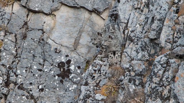 image royaume leopard neige kingdom frozen snow