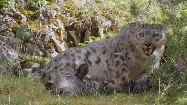 image royaume leopard neige kingdom frozen snow