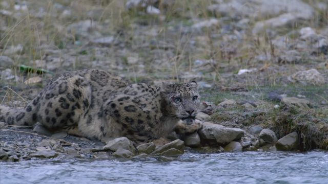 image royaume leopard neige kingdom frozen snow