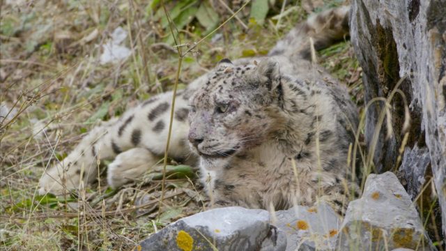 image royaume leopard neige kingdom frozen snow