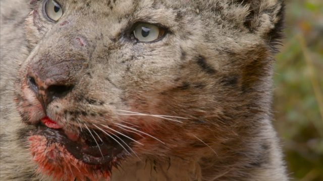 image royaume leopard neige kingdom frozen snow