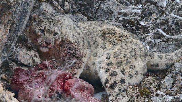 image royaume leopard neige kingdom frozen snow