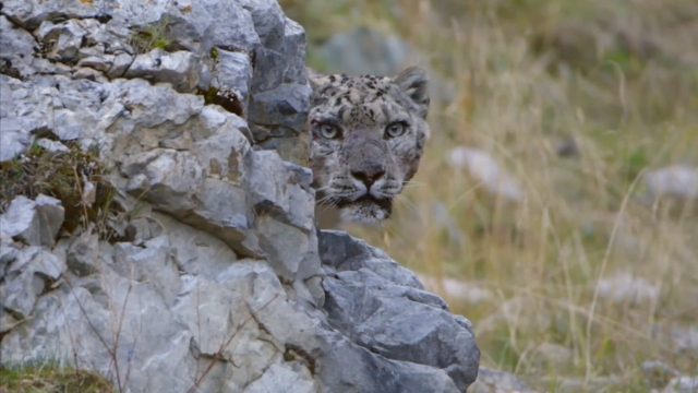 image royaume leopard neige kingdom frozen snow