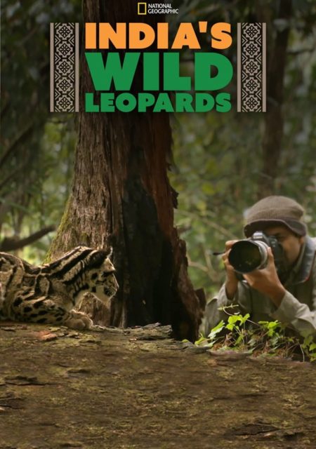affiche poster inde découverte léopard wild india