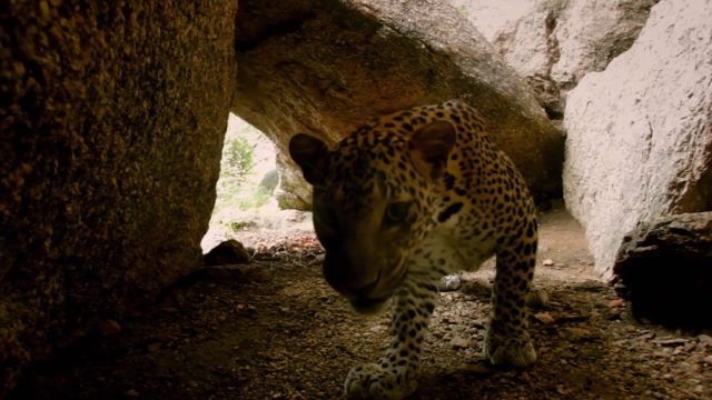 image inde découverte léopard wild india