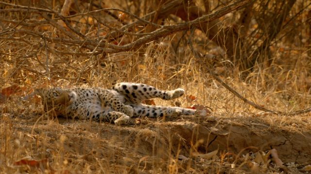 image inde découverte léopard wild india