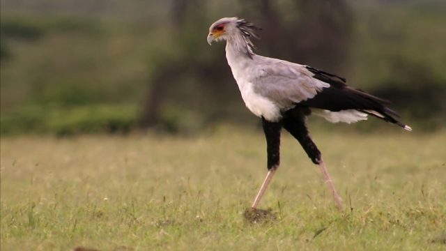 La planète des oiseaux - Photos et affiches. 4 image planete oiseaux planet birds