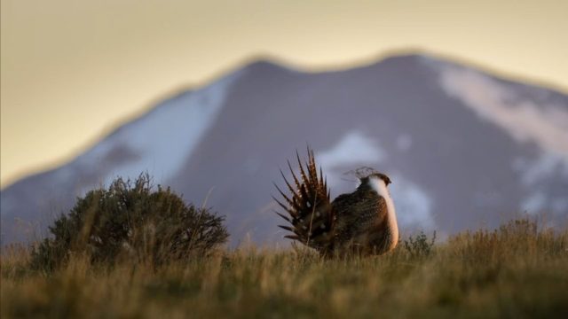 La planète des oiseaux - Photos et affiches. 5 image planete oiseaux planet birds