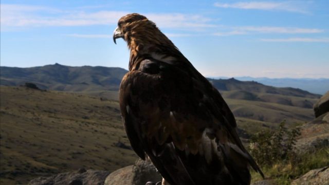 La planète des oiseaux - Photos et affiches. 6 image planete oiseaux planet birds