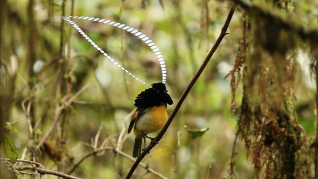 La planète des oiseaux - Photos et affiches. 7 image planete oiseaux planet birds