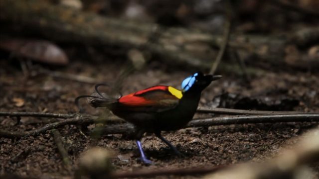 La planète des oiseaux - Photos et affiches. 8 image planete oiseaux planet birds