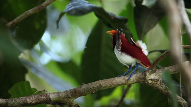 La planète des oiseaux - Photos et affiches. 9 image planete oiseaux planet birds