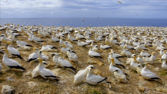 La planète des oiseaux - Photos et affiches. 11 image planete oiseaux planet birds