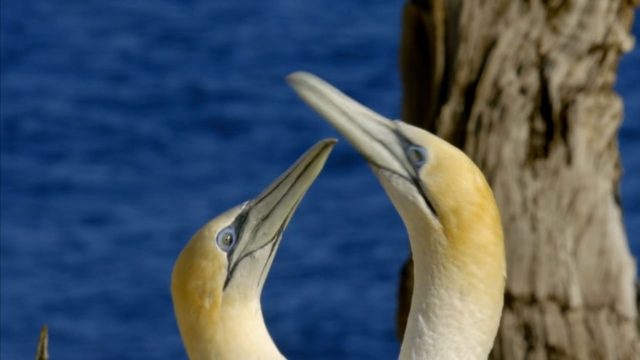 La planète des oiseaux - Photos et affiches. 12 image planete oiseaux planet birds