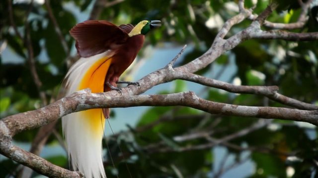 La planète des oiseaux - Photos et affiches. 13 image planete oiseaux planet birds