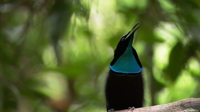 La planète des oiseaux. 4 image planete oiseaux planet birds