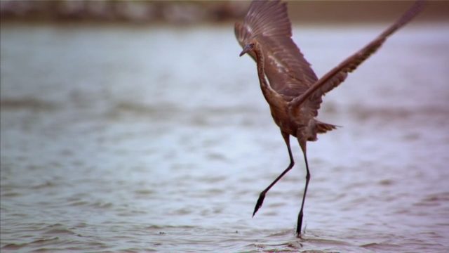 La planète des oiseaux - Photos et affiches. 2 image planete oiseaux planet birds