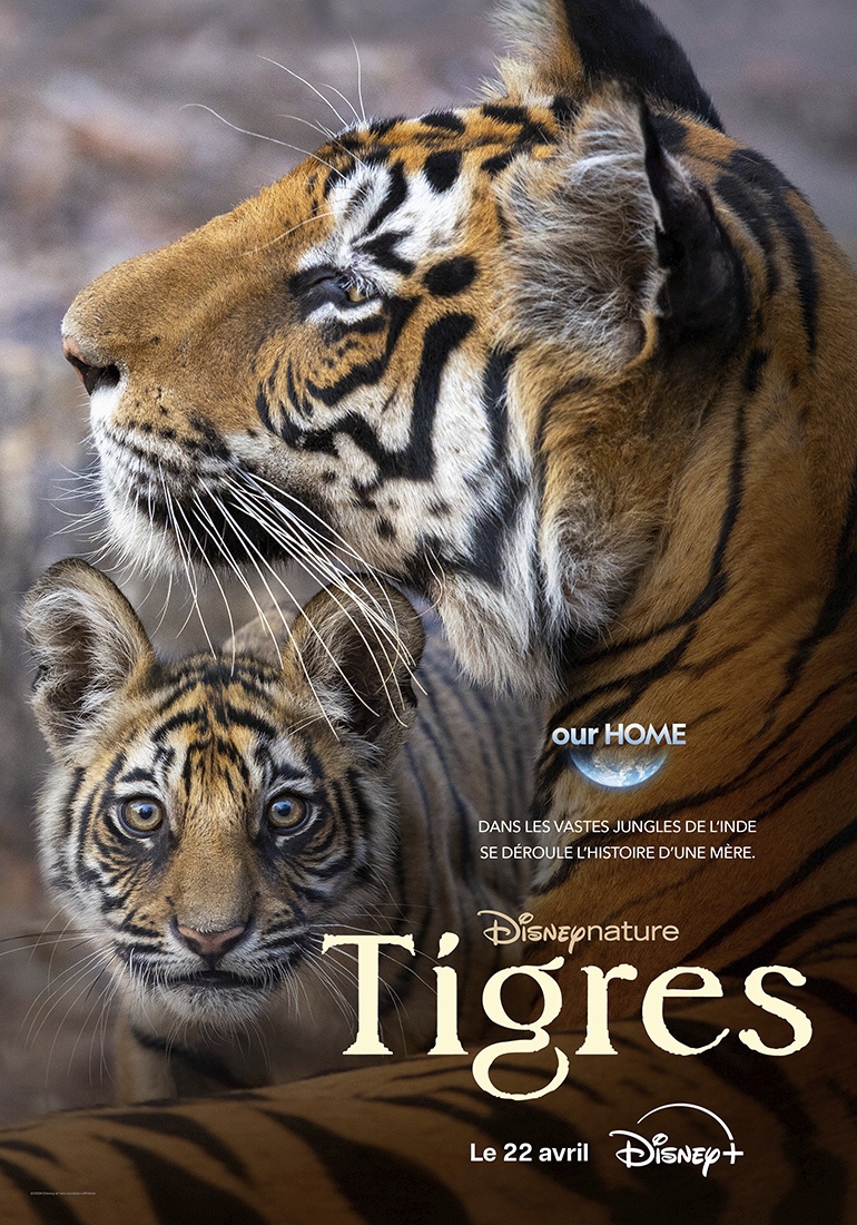 affiche poster tigres tiger